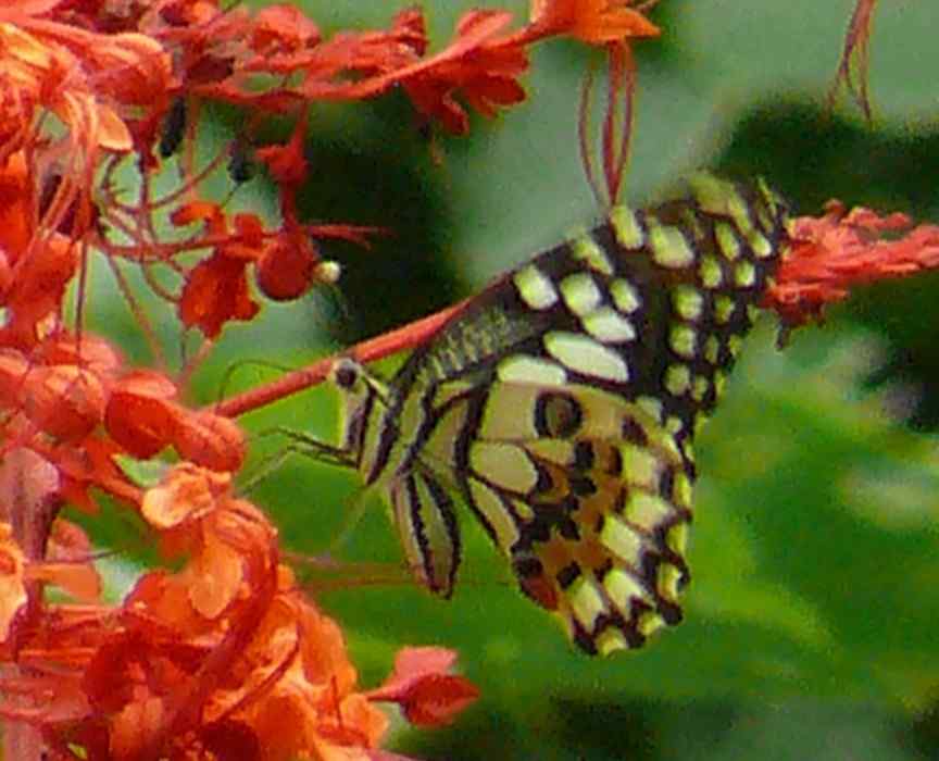 Papilio demoleus Papilio demoleus